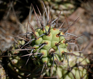 Tephrocactus geometricus