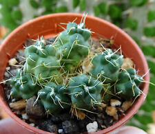 Maihueniopsis subterranea