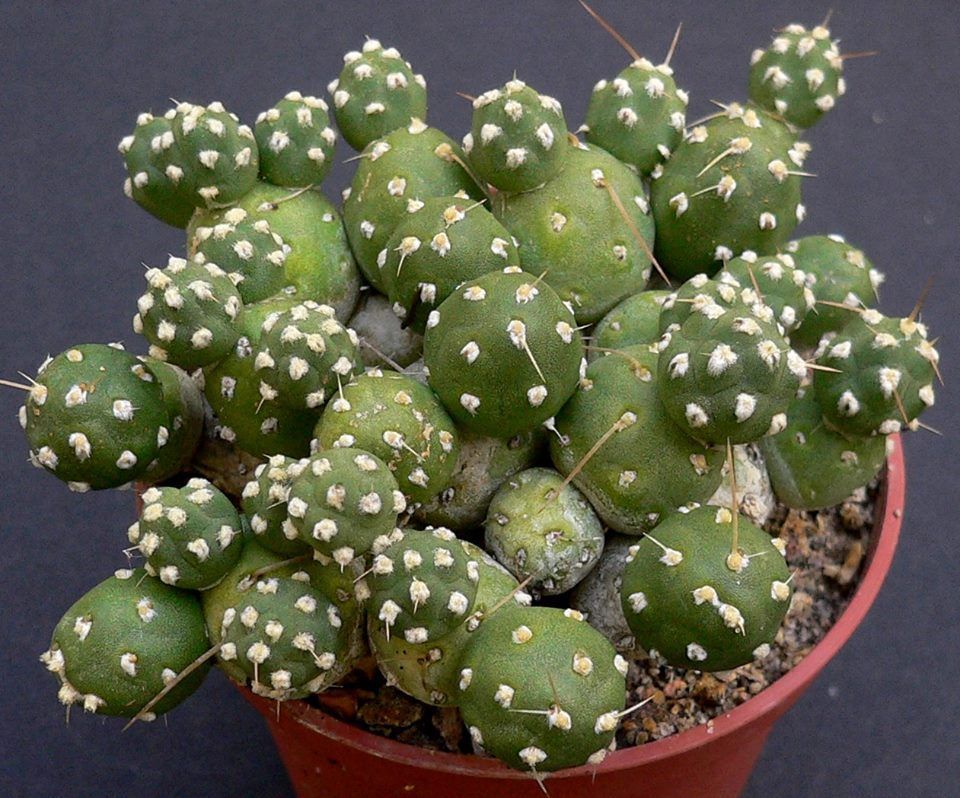 Maihueniopsis minuta