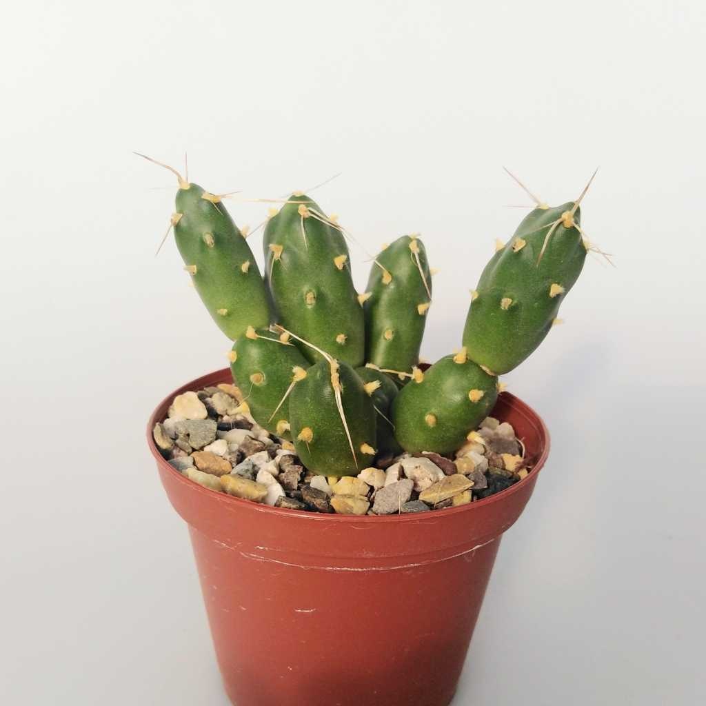Cumulopuntia boliviana