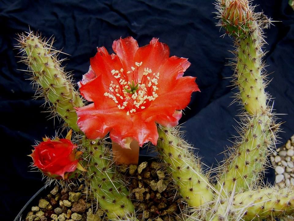 Austrocylindropuntia verschaffeltii