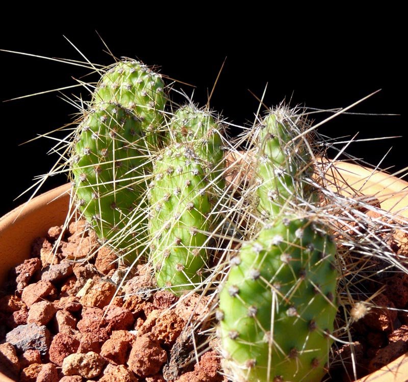 Cumulopuntia sphaerica