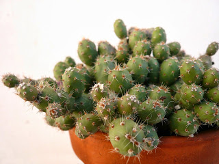 Cumulopuntia rossiana