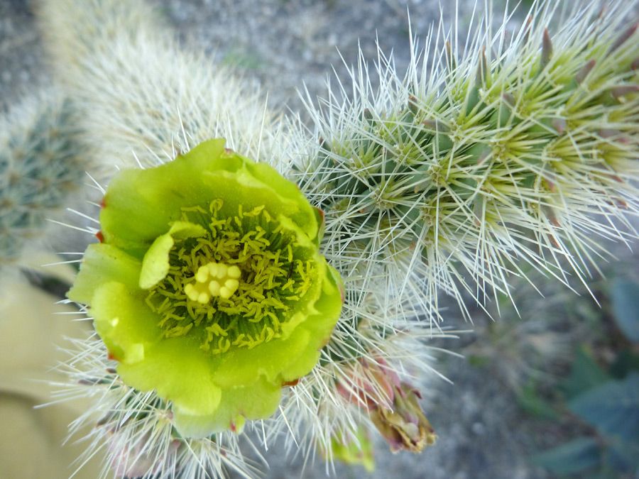 Silver Cholla