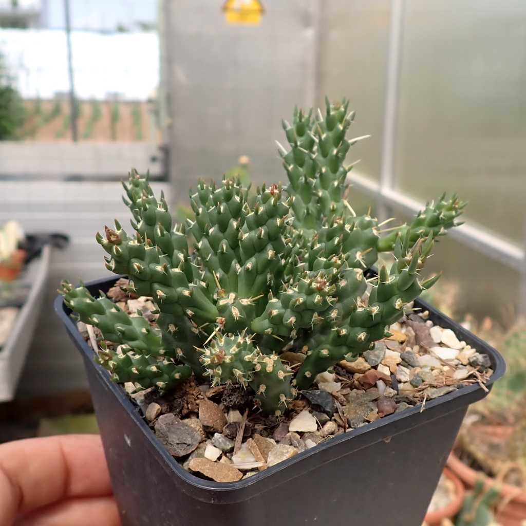 Dwarf Christmas Tree Cactus
