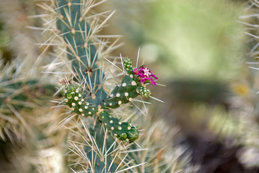 Pencil Cholla