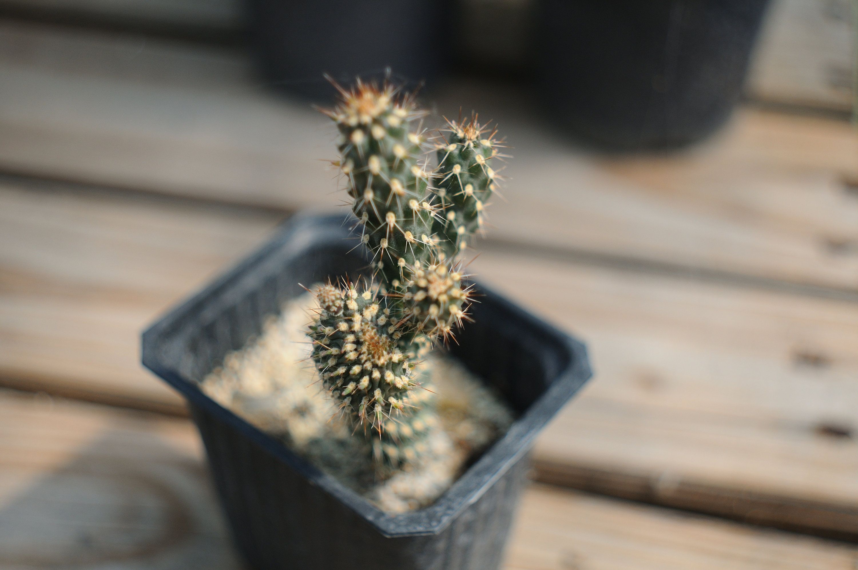 Cholla Cactus