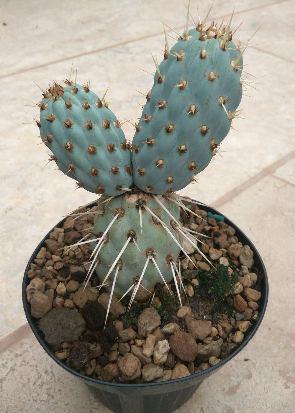 Tephrocactus alexanderi