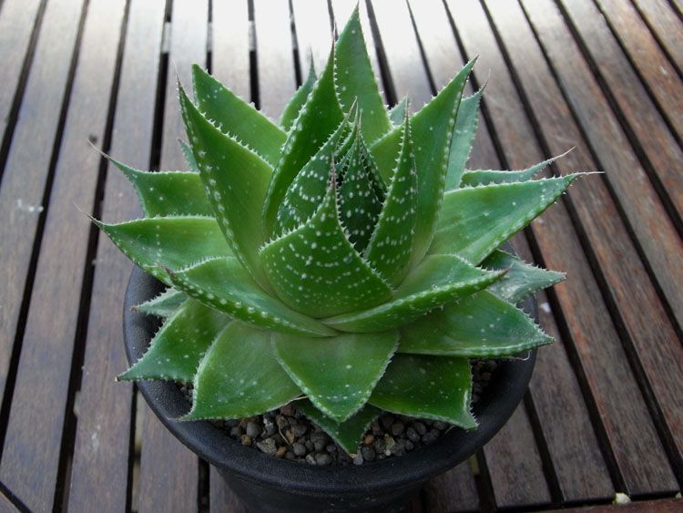 Lace Aloe