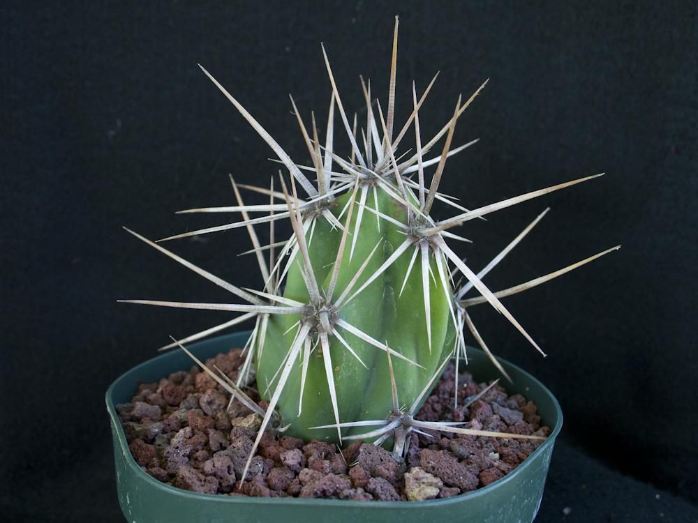 Stetsonia coryne