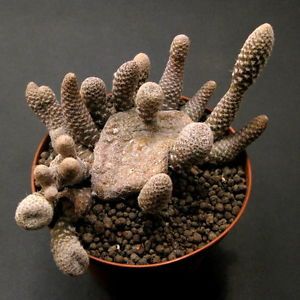 Puna clavarioides f. cristata