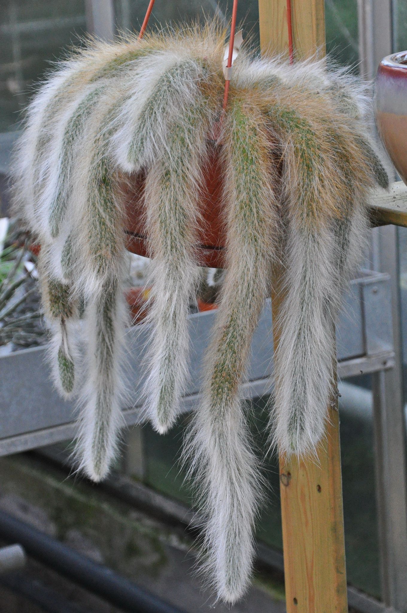 Monkey Tail Cactus