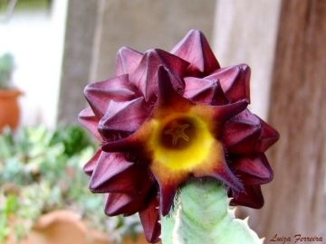 Stapeliad