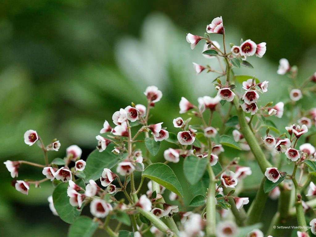 Euphorbia antisyphilitica