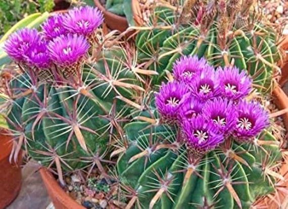 Ferocactus latispinus