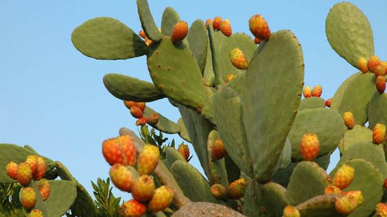 Opuntia ficus-indica