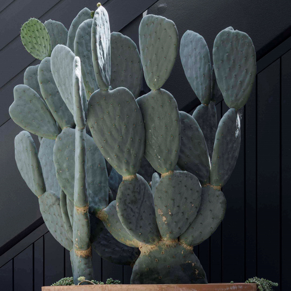 Opuntia ficus-indica f. inermis