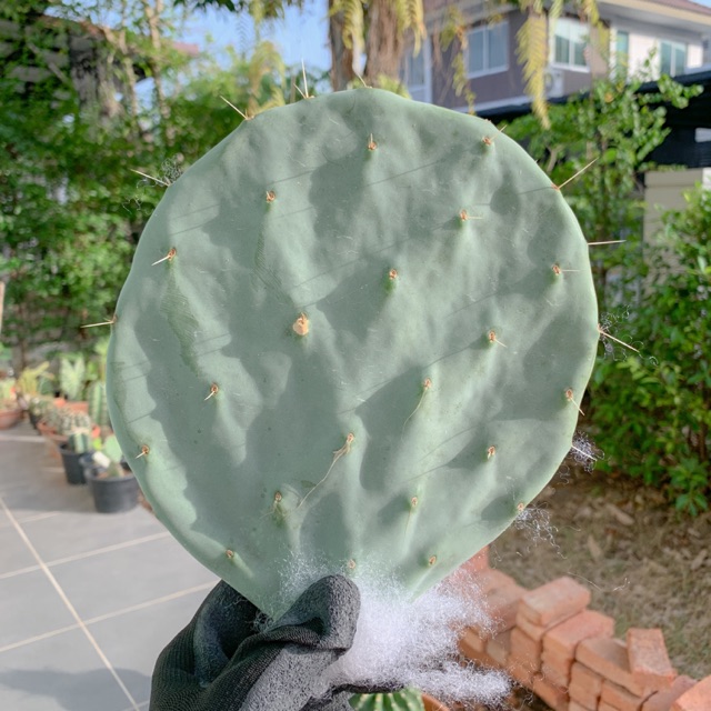 Opuntia robusta
