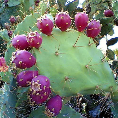 Opuntia engelmannii