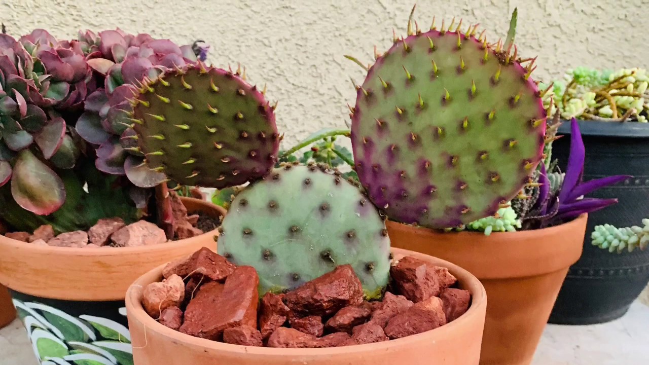 Opuntia santa-rita