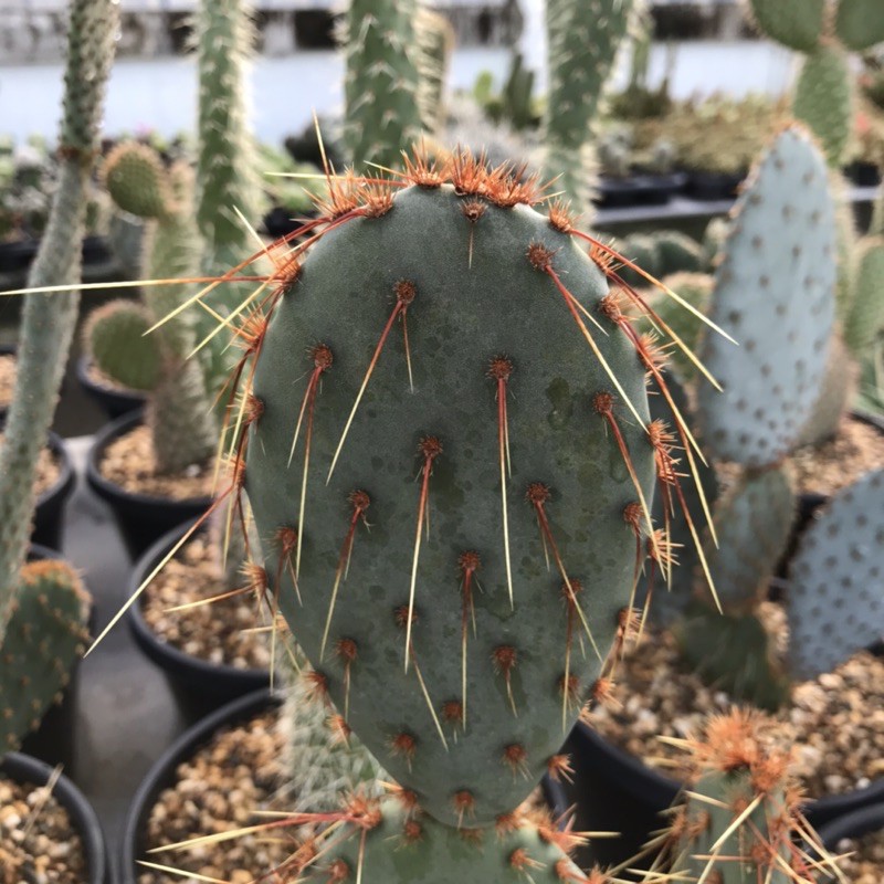 Opuntia macrocentra