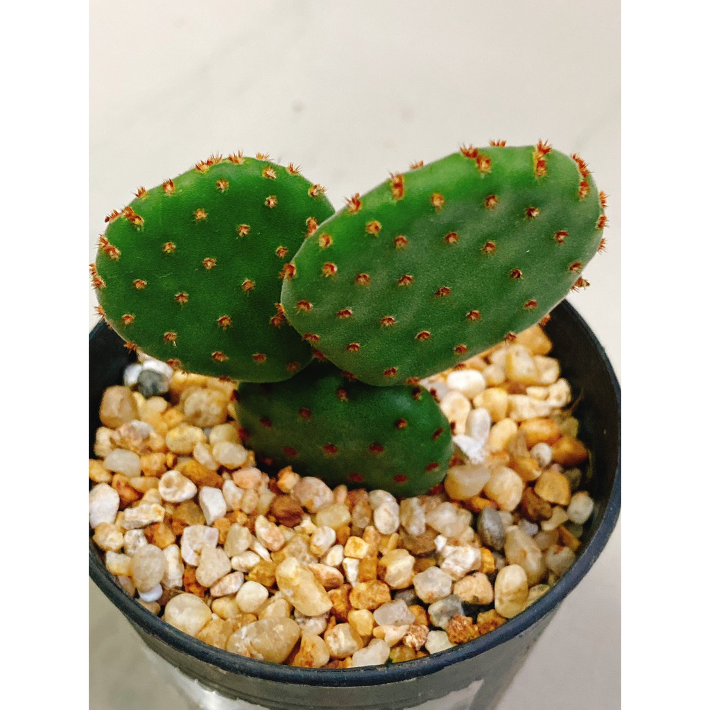 Opuntia microdasys var. rufida