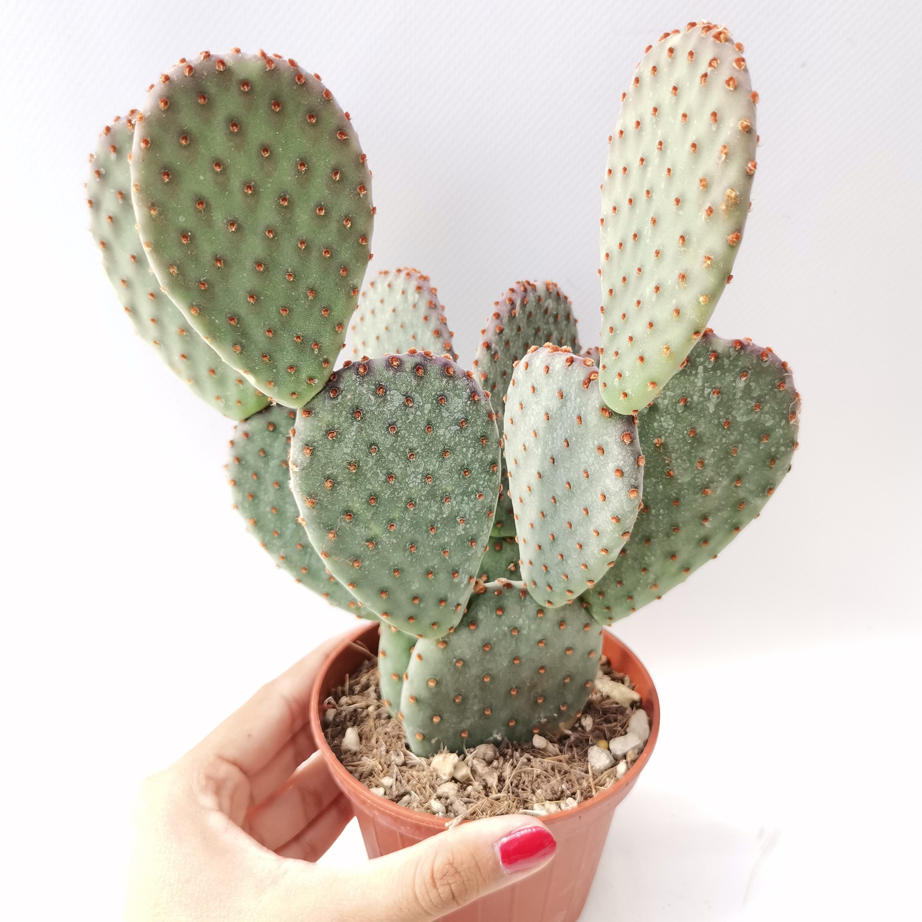 Opuntia rufida Engelm
