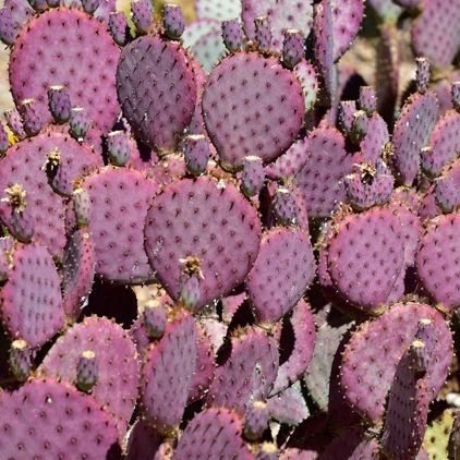 Opuntia violacea  var.santa-rita
