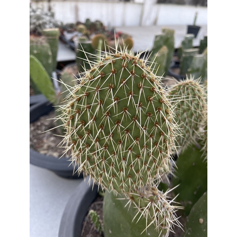 Opuntia polyacantha