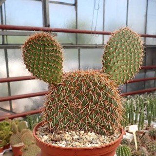 Opuntia hystricina