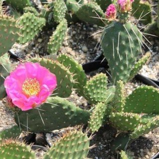 Opuntia polyacantha