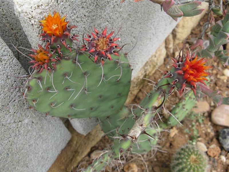Opuntia palmadora