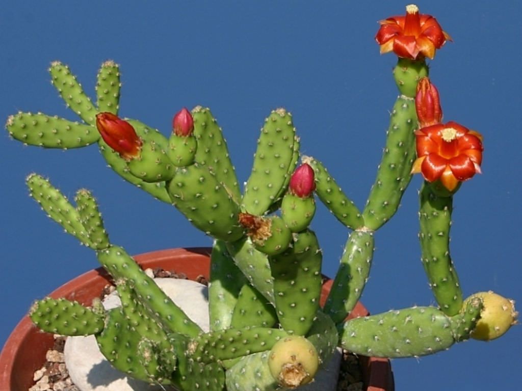 Opuntia saxatilis