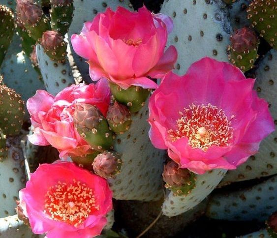 Opuntia basilaris