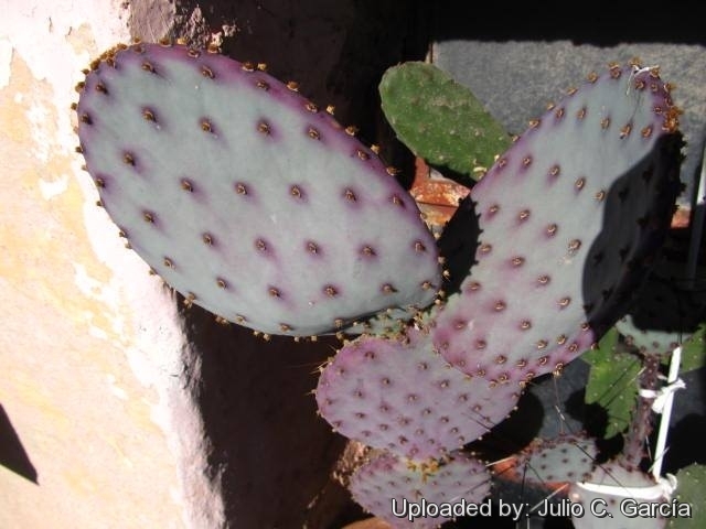 Opuntia basilaris