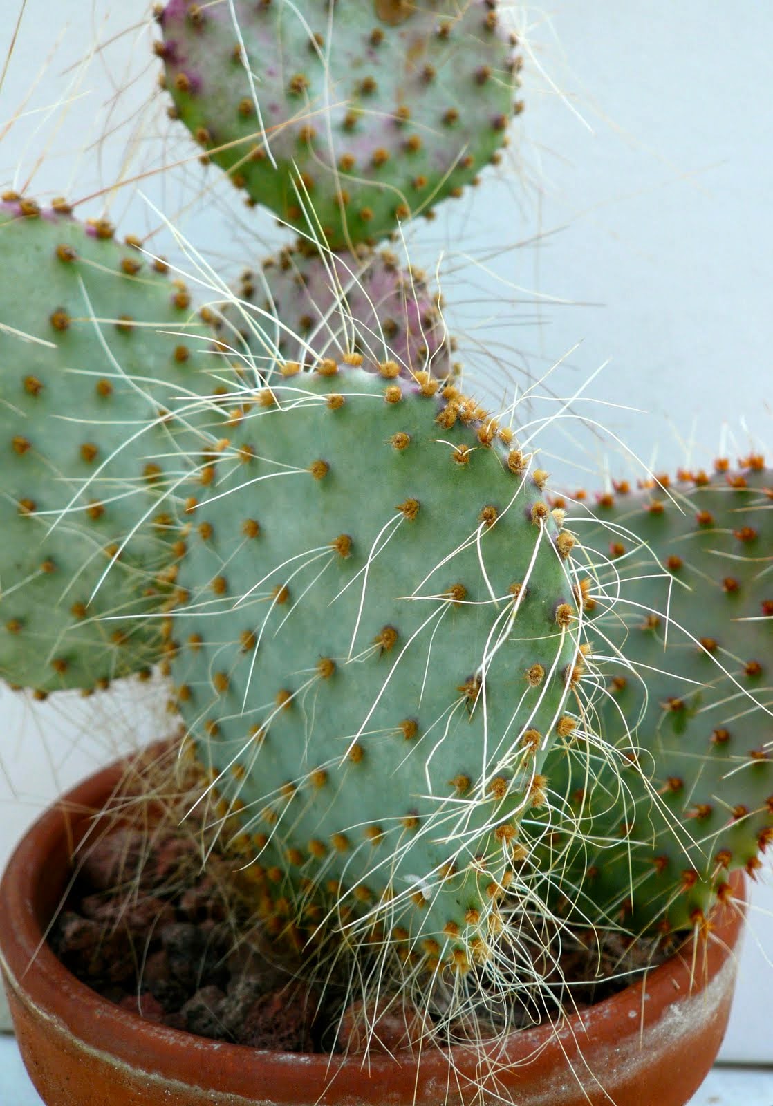 Opuntia ursina