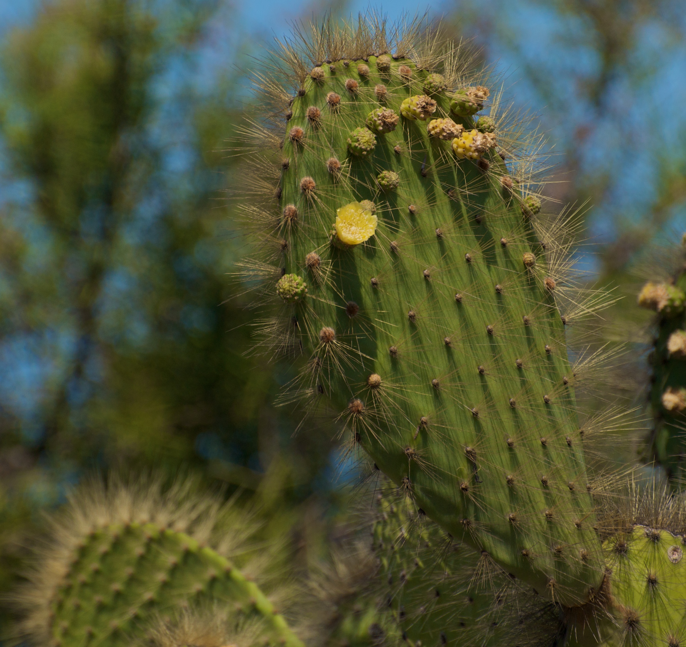 Opuntia echios Howell