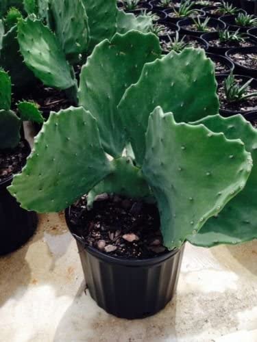 Opuntia undulata