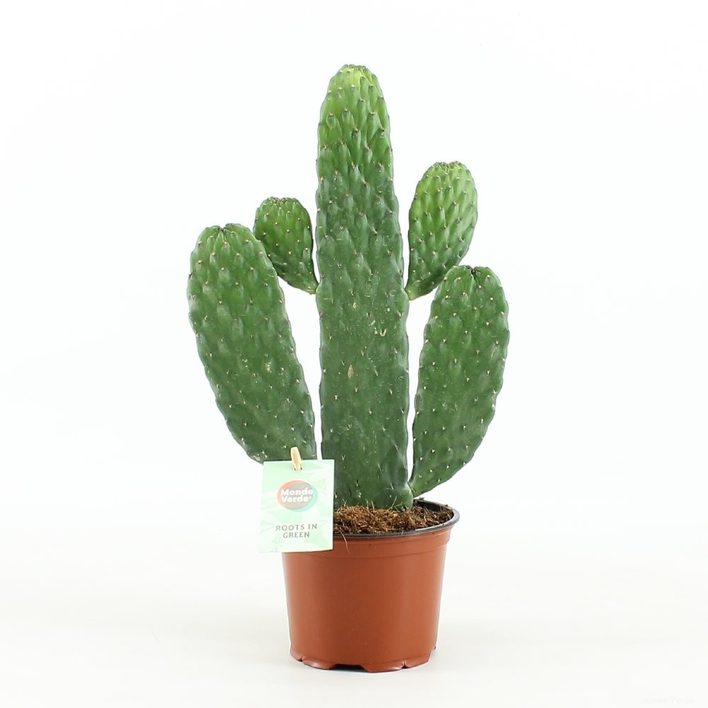 Consolea rubescens