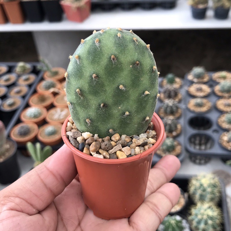 Tephrocactus geometricus