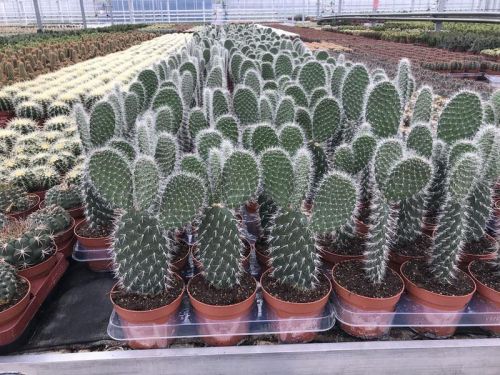 Opuntia leucotricha