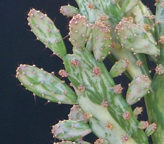 Opuntia Variegata