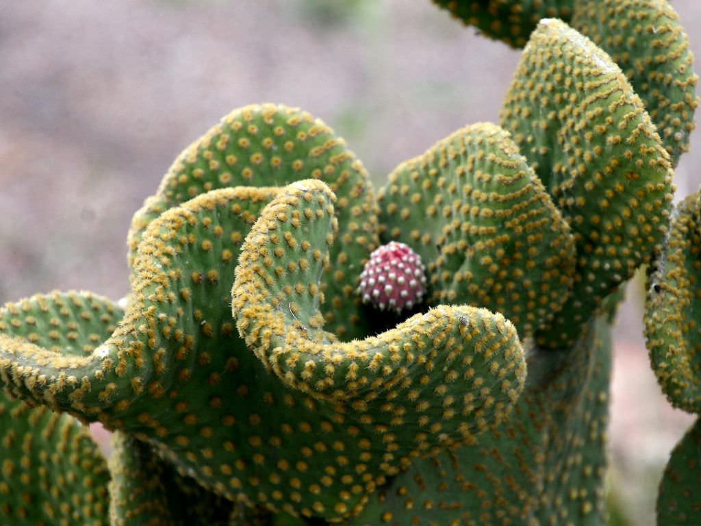 Opuntia microdasys f. cristata