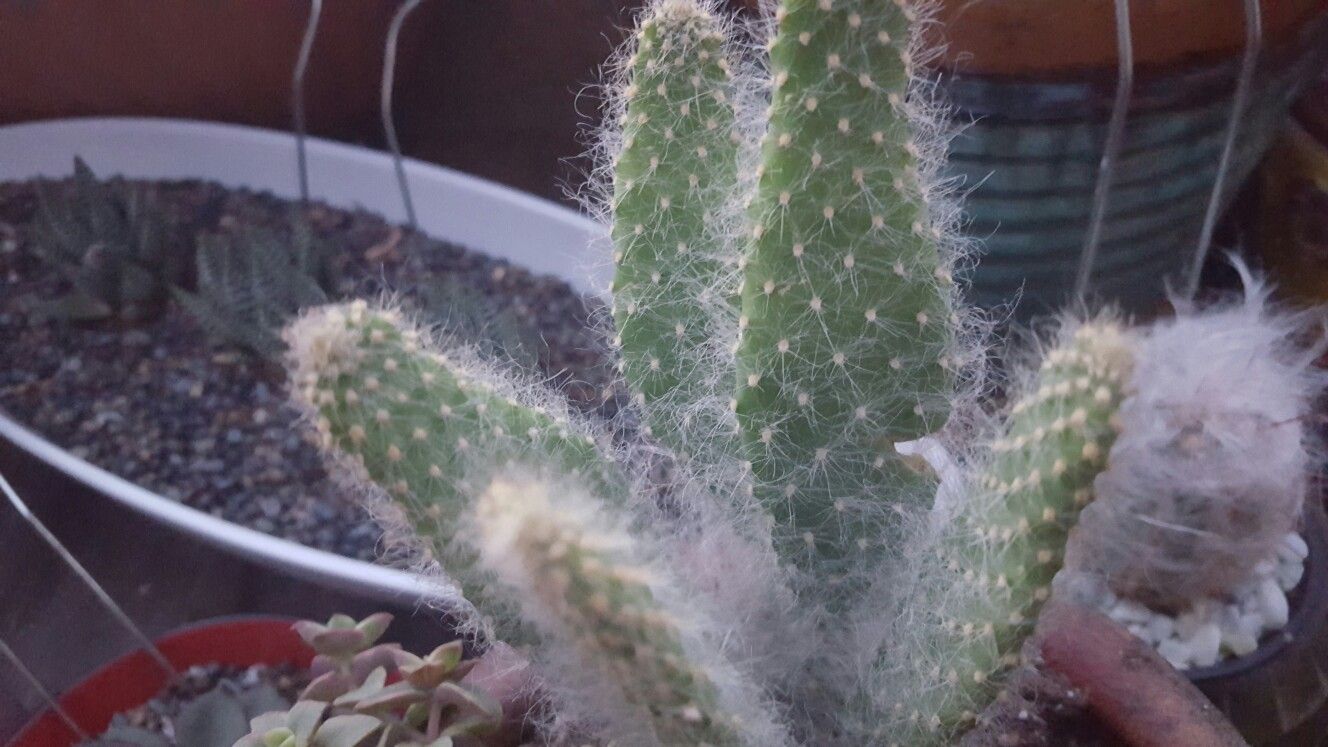 Opuntia leucotricha