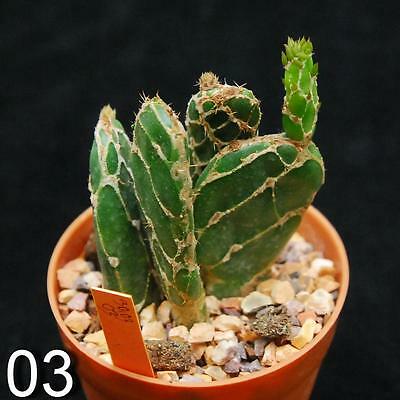 Opuntia reticulata