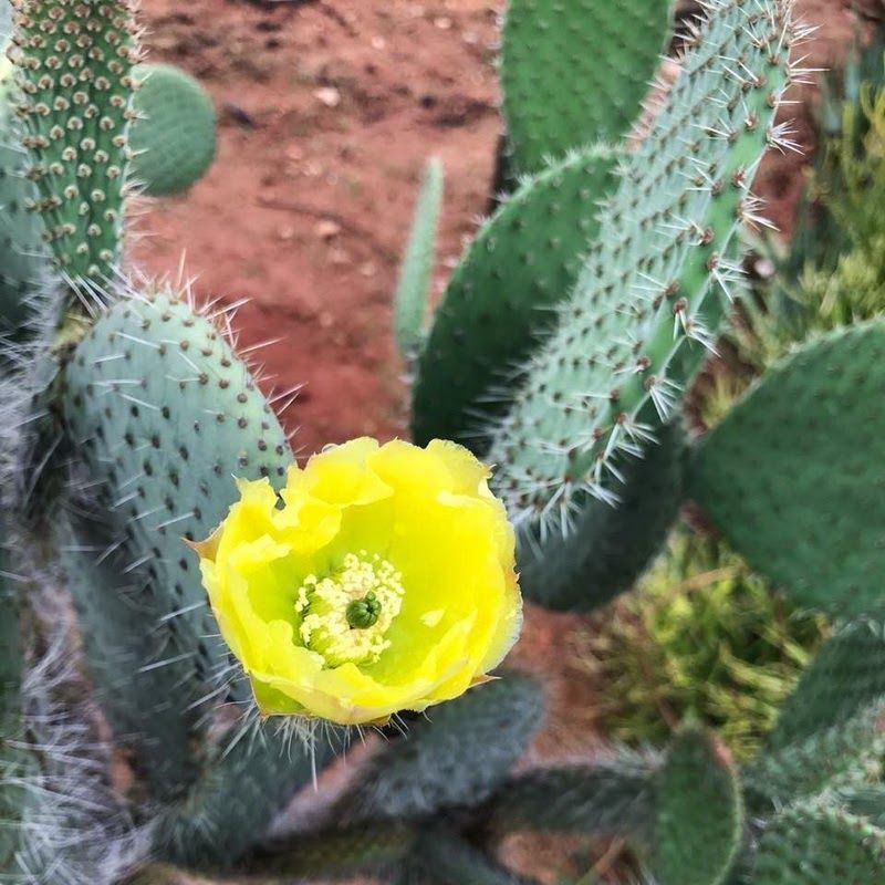 Opuntia polyacantha var. erinacea