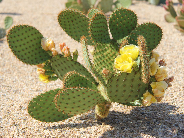 Opuntia aciculata Griffiths