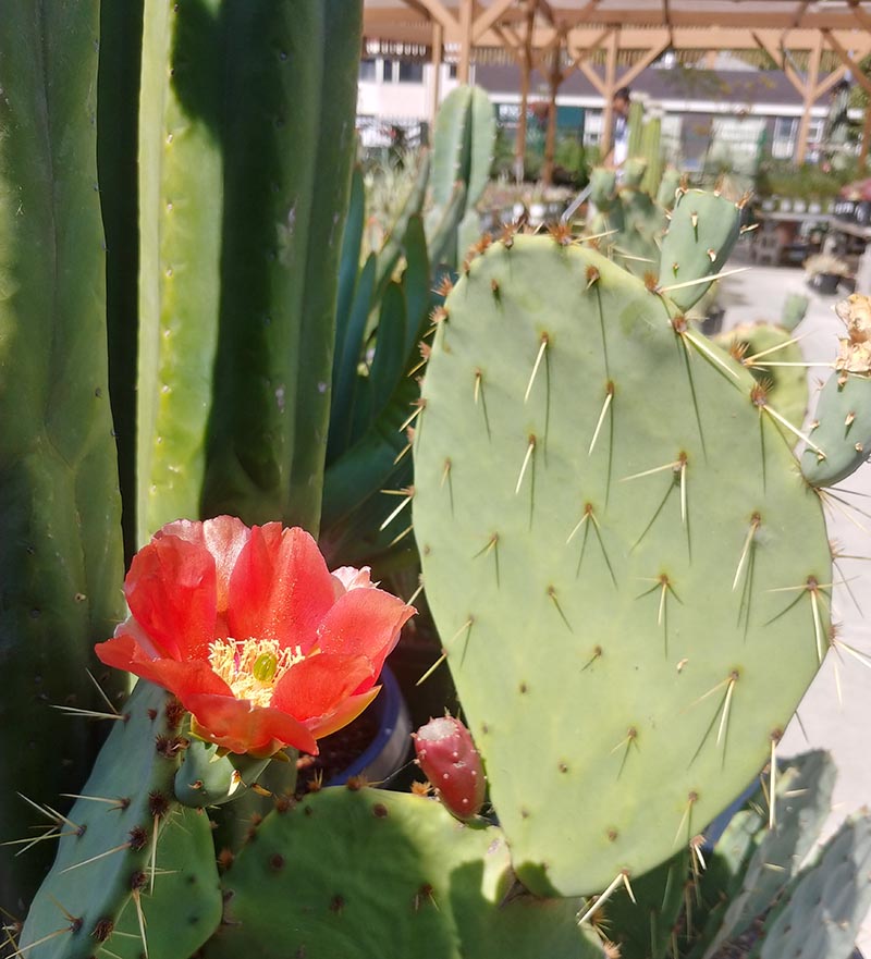 Opuntia engelmannii var. lindheimeri