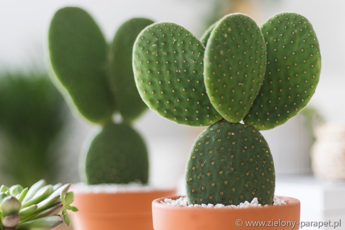 Opuntia macrocalyx