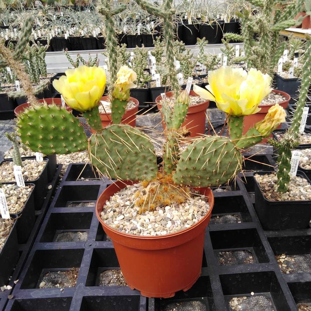 Opuntia sulphurea
